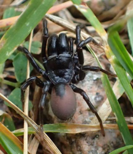 Atypus sp.